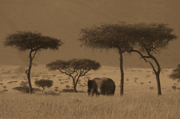 Parque Nacional Massai Mara