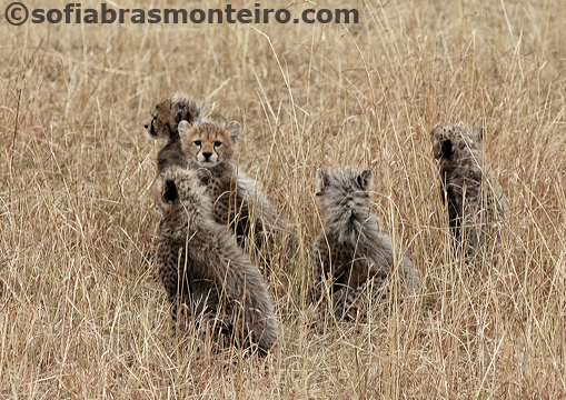 Cheetas