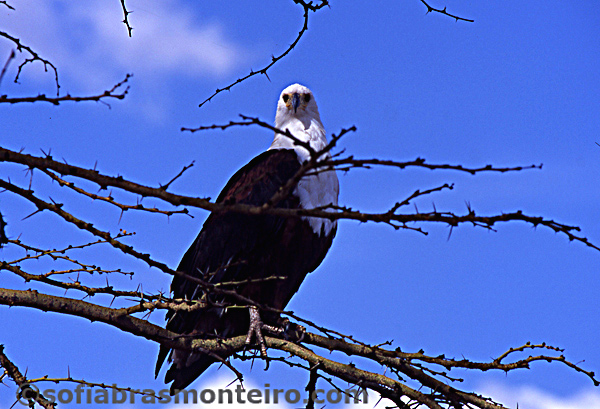 Eagle Real