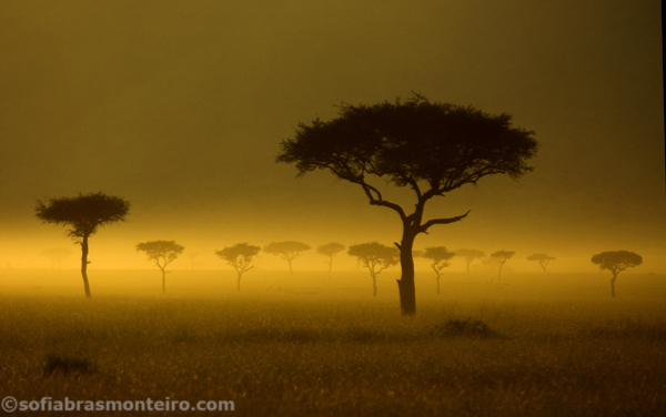 Massai Mara