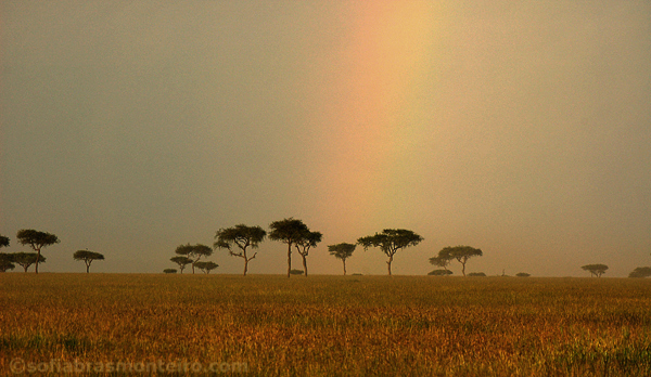 Massai Mara