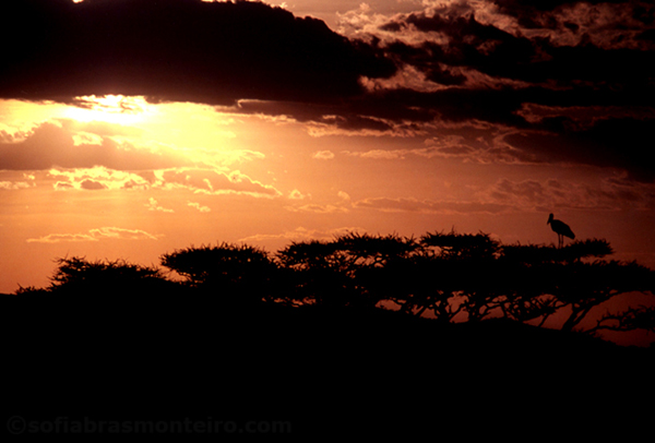 Serengeti