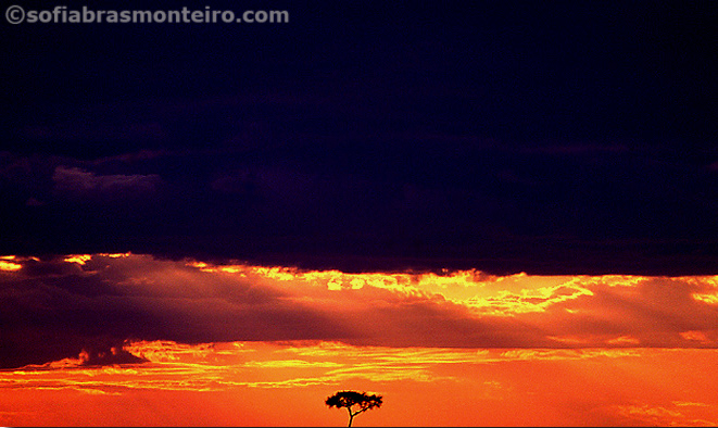 Serengeti
